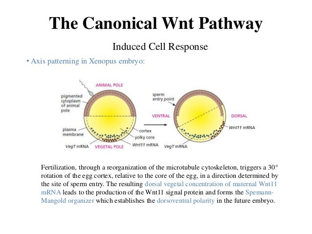 Wnt Signaling in Embryonic Development